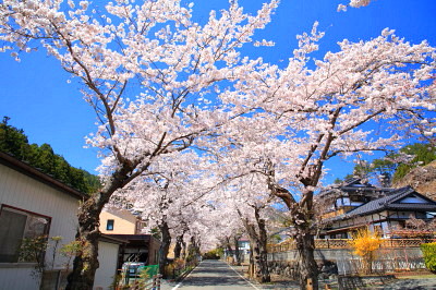 「本郷の桜並木」