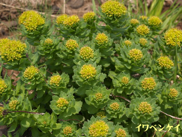 利尻島４月～５月の花
