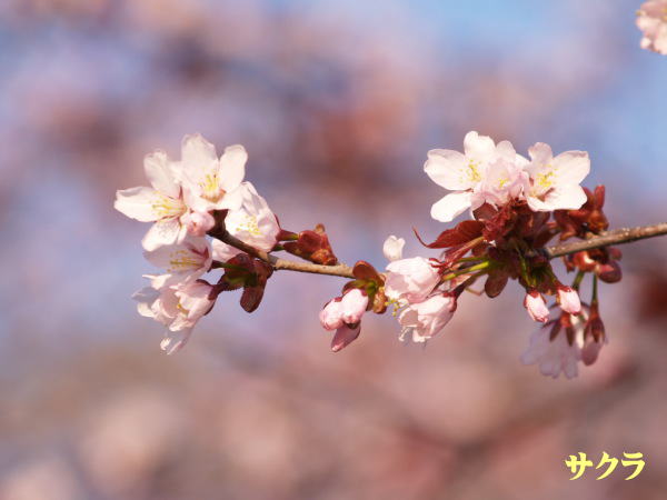 利尻島４月～５月の花