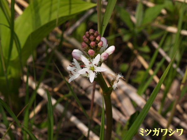 利尻島６月の花