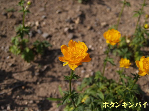 利尻島６月の花
