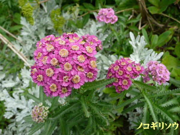 利尻島７月の花