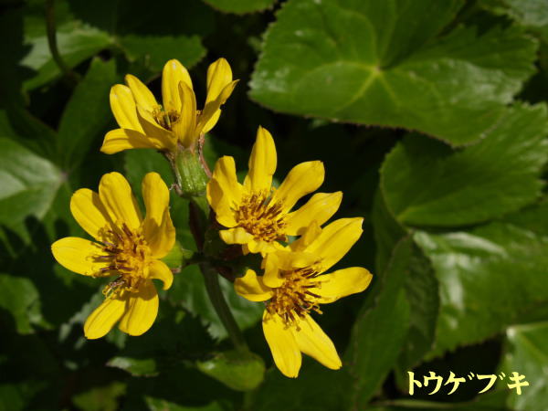 利尻島７月の花