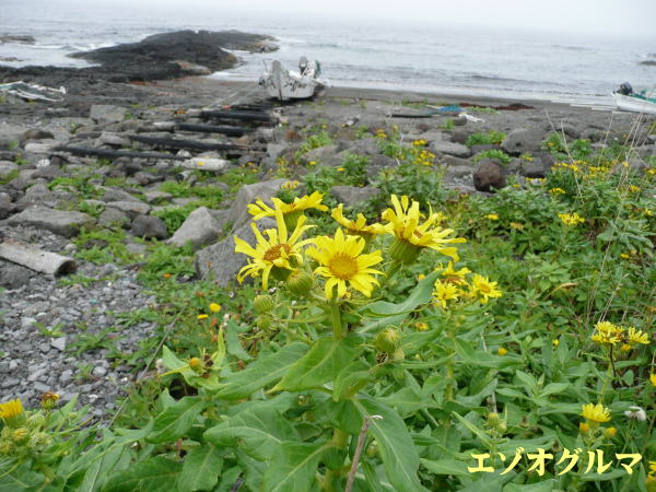 利尻島８月に咲く花