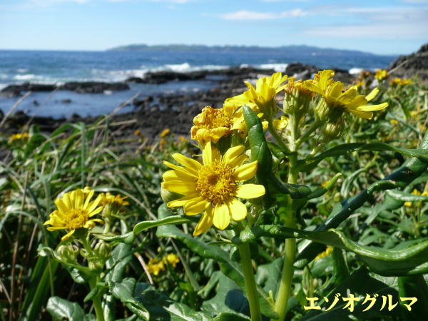 利尻島８月に咲く花