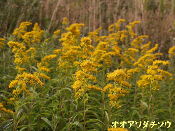 利尻島秋に咲く花