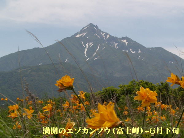富士野園地の満開のエゾカンゾウ