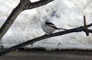 釧路湿原の冬鳥