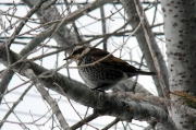 釧路湿原の冬鳥