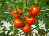 中玉トマト