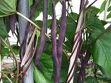 紫インゲン
